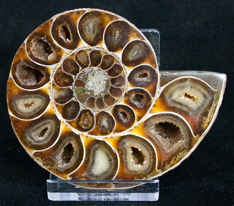 where to buy ammonites.